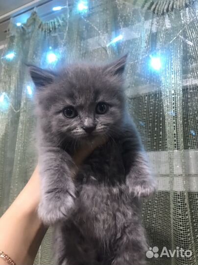 Вислоухие котята