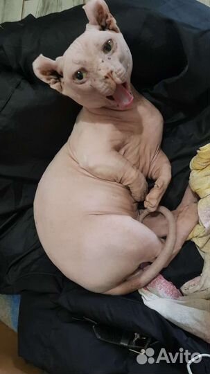 Канадский сфинкс эльф