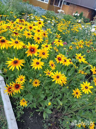 Цветы домашние