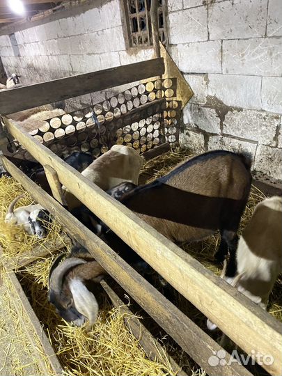 Нубийский козел