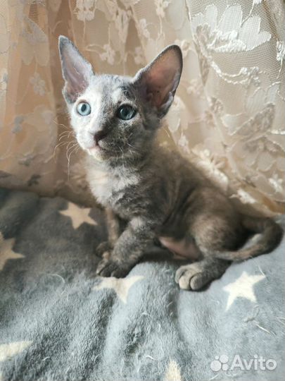 Донской сфинкс кошка