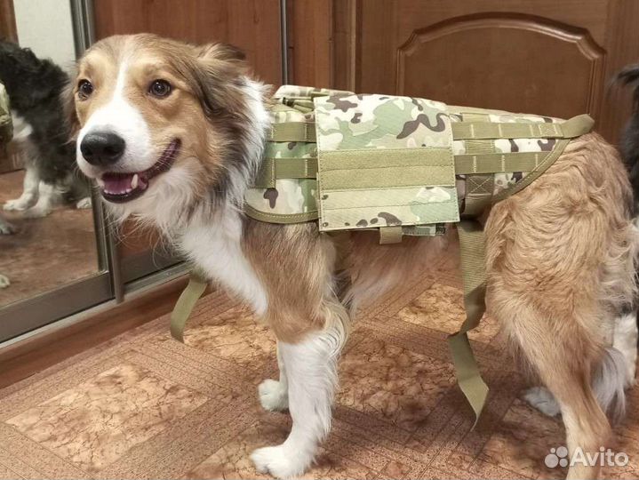 Тактическая шлейка для собак