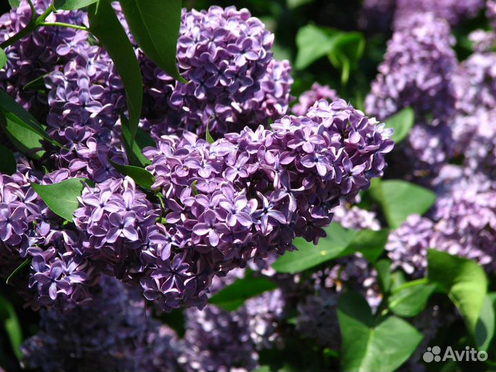 Сирень обыкновенная