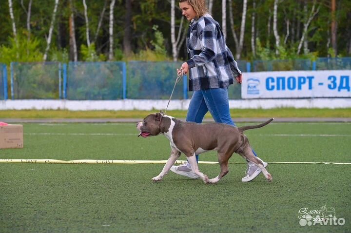 Кобель на вязку