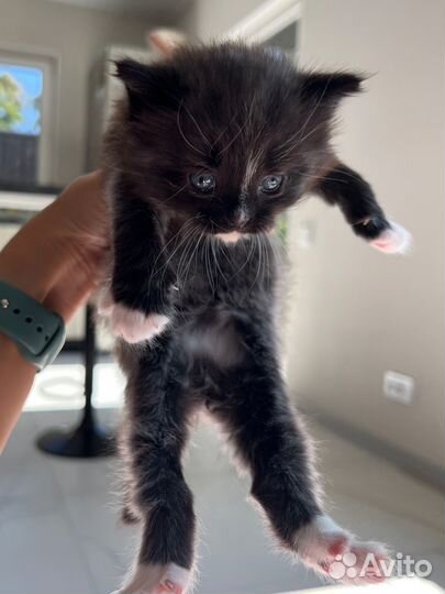 Чудесные котята в добрые руки, 1 месяц