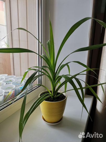 Пальма Панданус