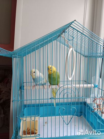 Пара волнистых попугаев