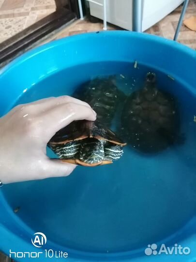 Красноухии черепахи