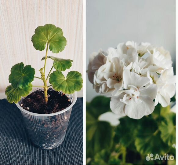 Герань пеларгония