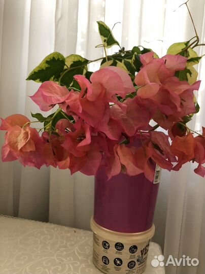 Коллекционные и базовые сорта