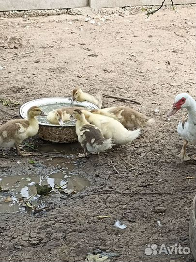 Домашние индоутки