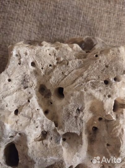 Окаменелость