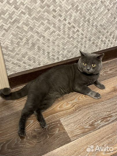 Британская