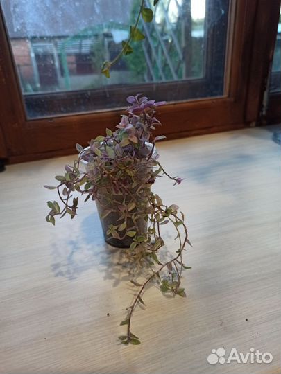 Комнатные цветы