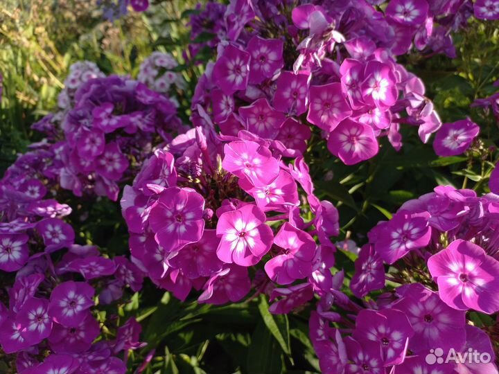 Флокс метельчатый