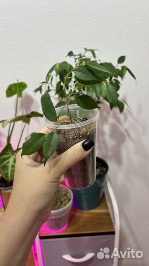 Фикус бенджамина