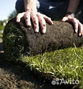 Продажа Рулонного газона