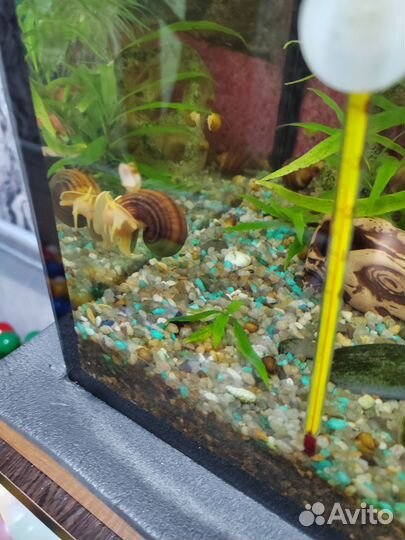 Улитки ампулярии