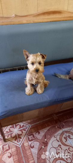 Йоркширский терьер золотые
