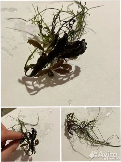 Буцефаландры