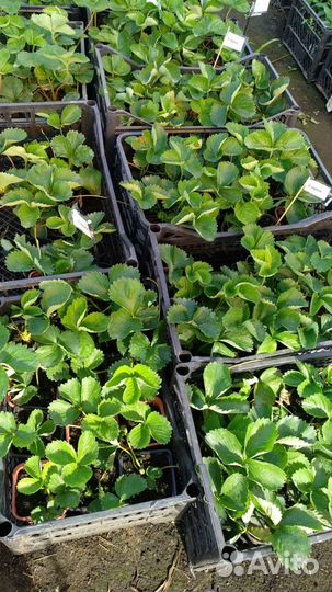 Саженцы клубники