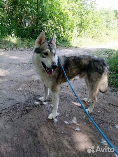 Собака Хася в добрые руки