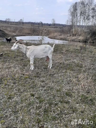 Продаются козы