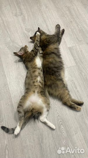 Отдам двух прекрасных кошек в добрые руки