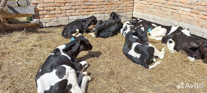 Бычки и телята