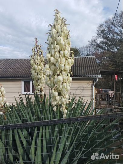 Юкка садовая
