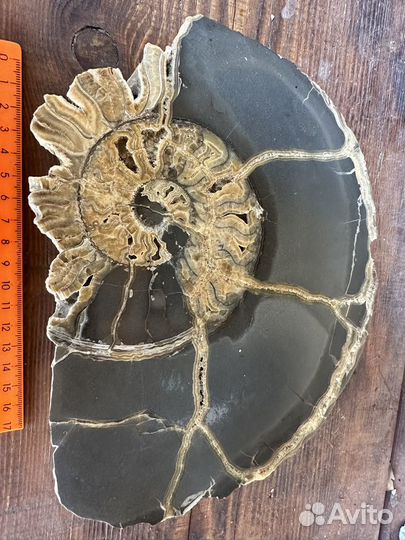 Окаменелости аммониты