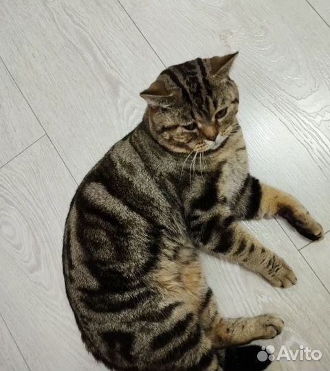 Продам шотландских котят