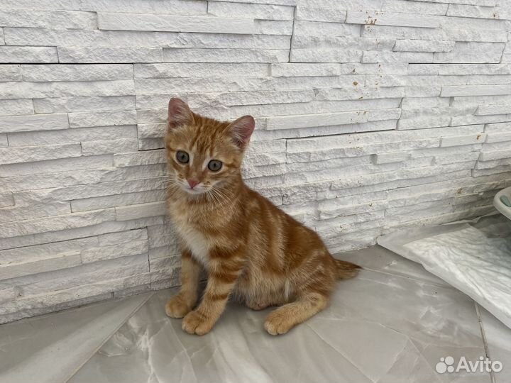 Рыжий котенок