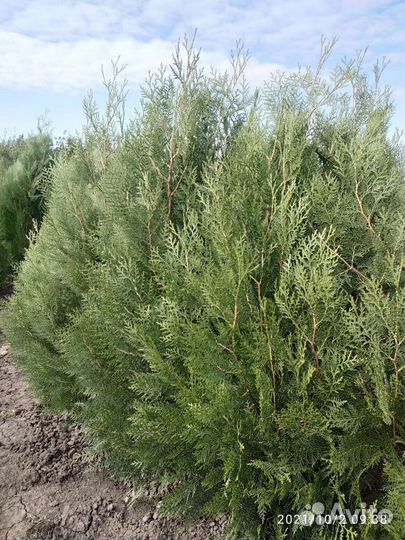 Цветы Кустарники