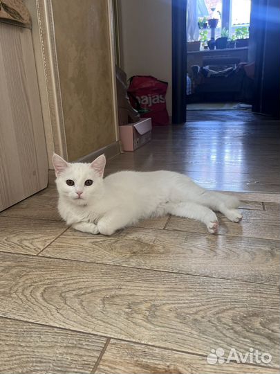 Белый котенок девочка