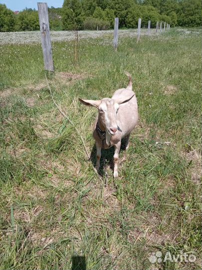 Коза дойная альпийская,козочка от зааненской козы