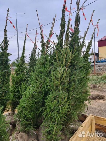 Продажа растений, декоративные и хвойные
