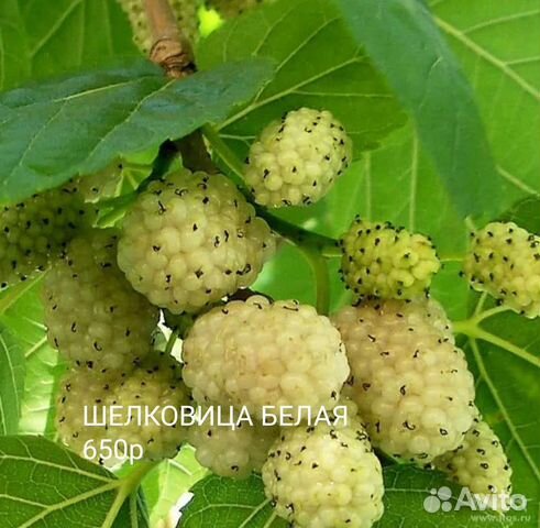 Саженцы шелковицы купить в Нижнем Новгороде | Товары для дома и дачи ...