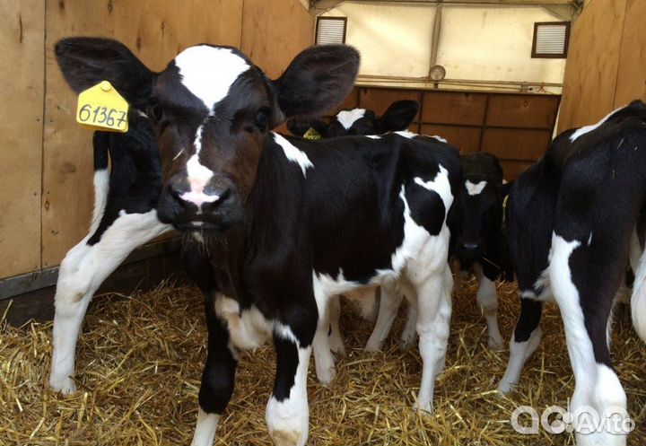 Бычки на откорм