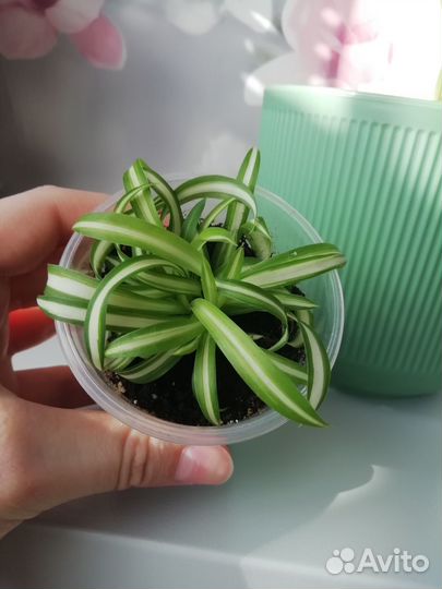 Хлорофитум кудрявый