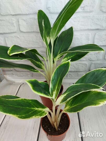 Аглаонема, оксалис вар, эписция