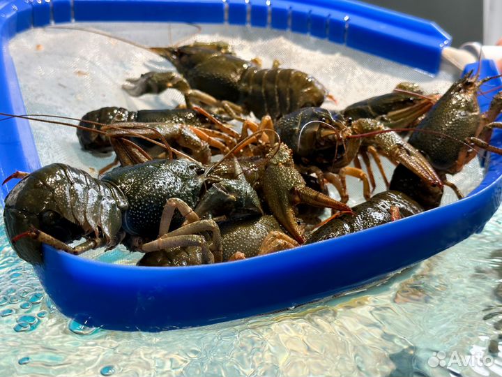 Живые и вареные раки