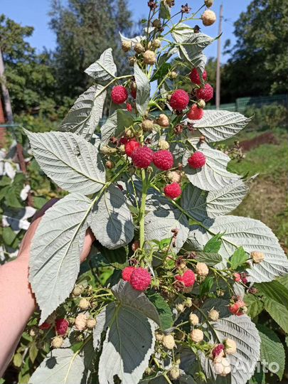 Малина свежая, Ежевика