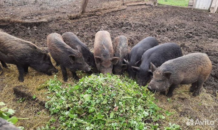 Домашнее мясо вьетнамская кабан эко продукт