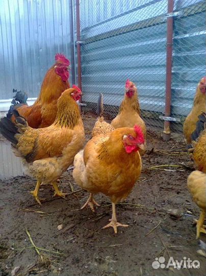 Цыплята, павлин, петухи