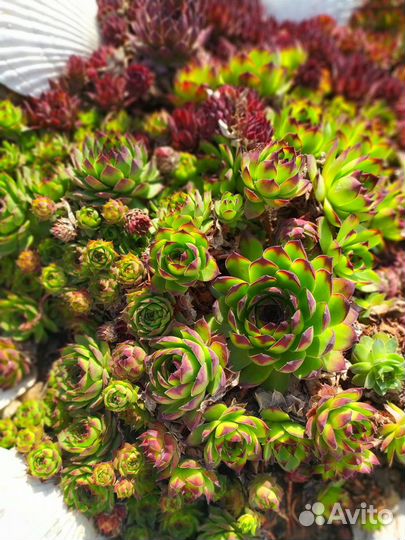 Молодило, каменная роза