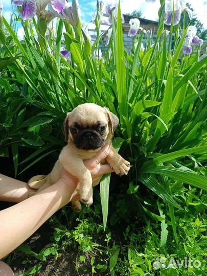 Мопс. Бронь