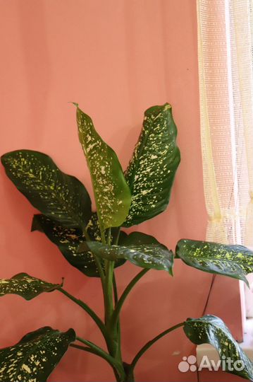 Диффенбахия