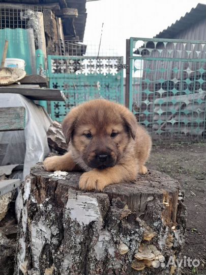 Щенки в добрые руки