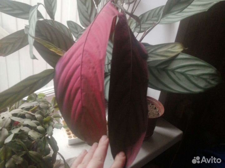 Продам растение ктенанта